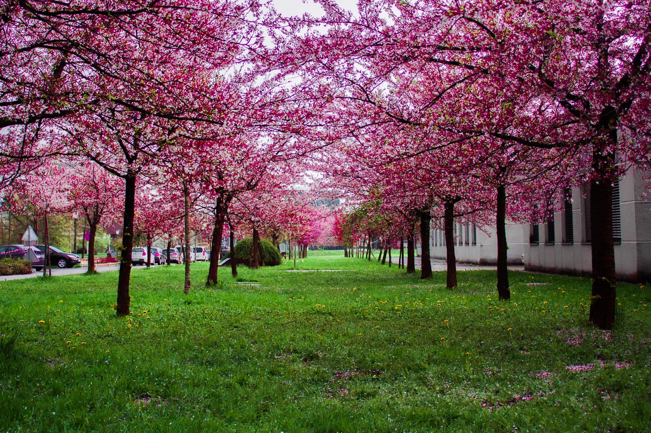 beautiful-bloom-blooming-1043458 (1)